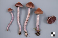 Cortinarius evernius image